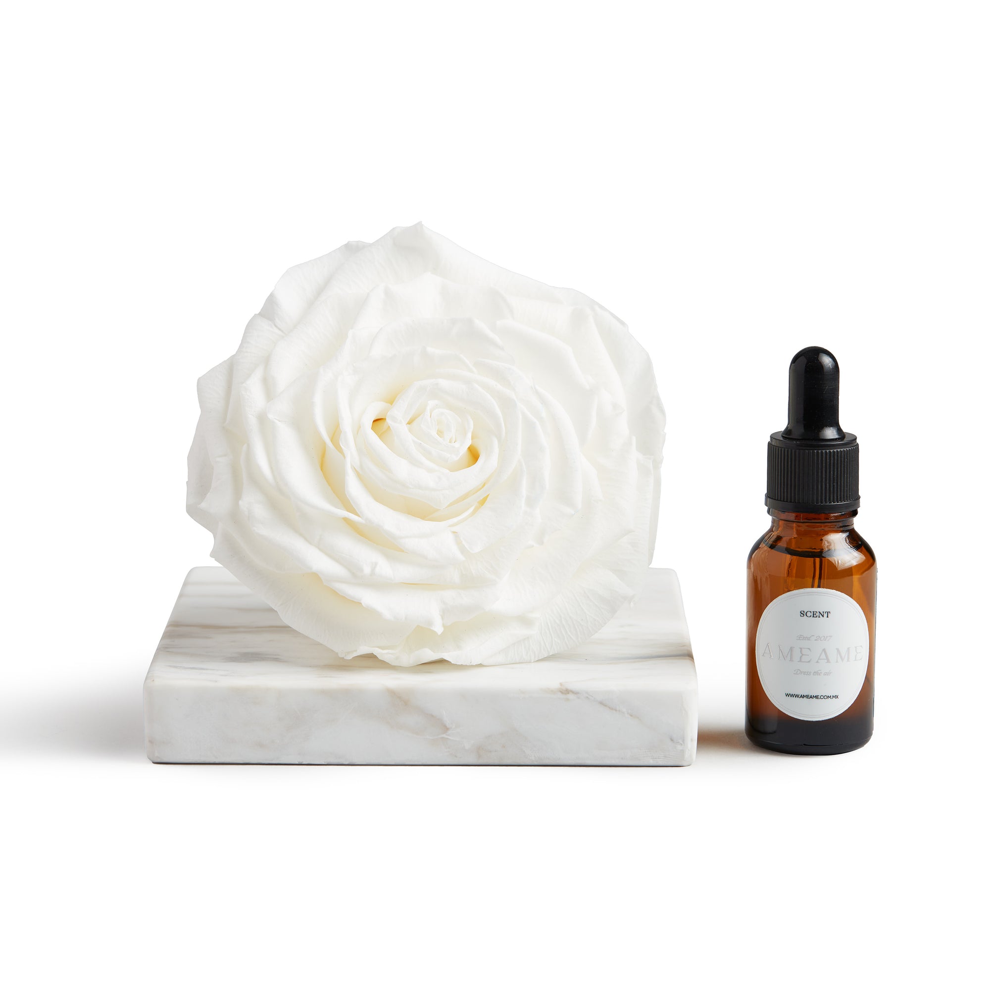 Rosa Preservada con Gotero Blanca