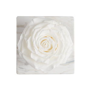 Ame Ame Rosa Preservada Blanca