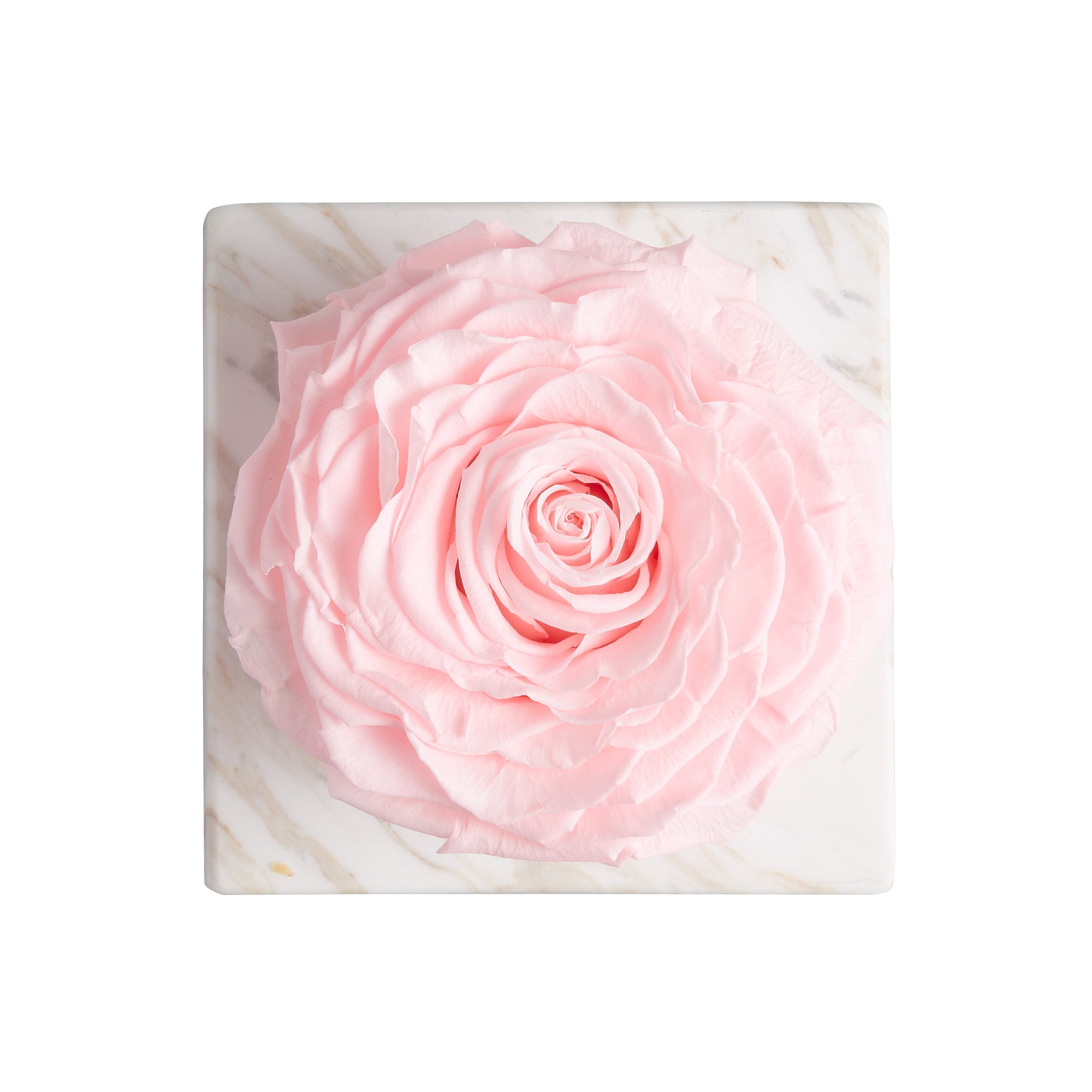 Ame Ame Rosa Preservada Rosa 