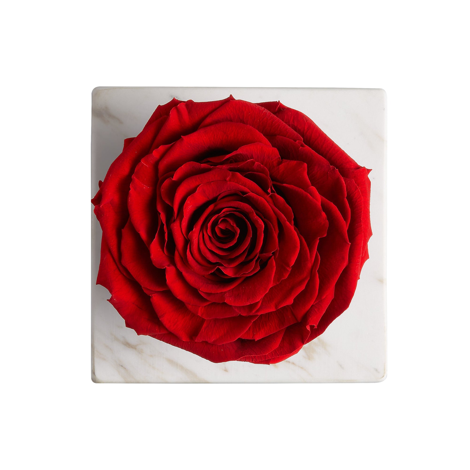 Ame Ame Rosa Preservada Roja